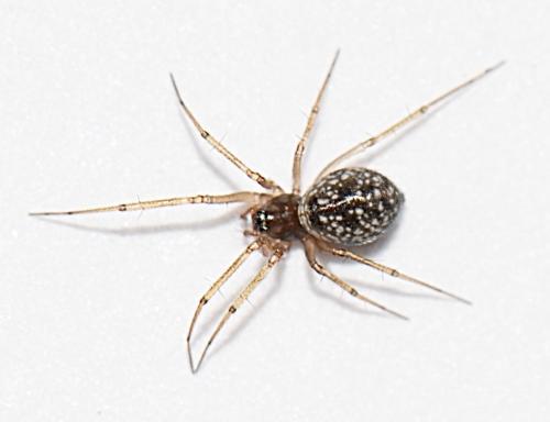 Réf. 188 755 : Lepthyphantes yueluensis